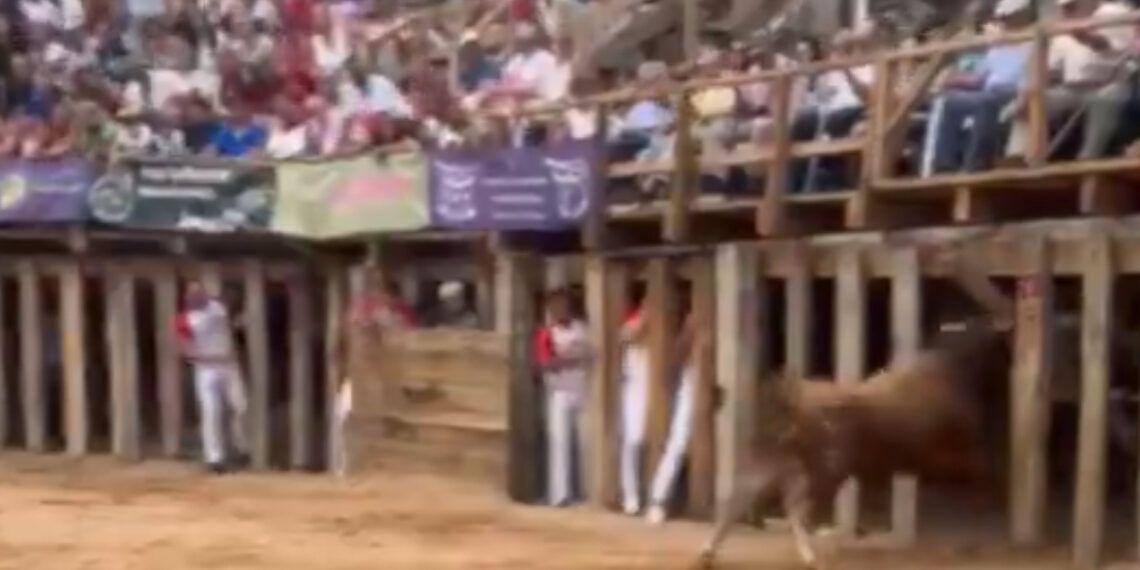 VÍDEO | Un toro rompe los barrotes y se cuela tras ellos, dejando varios heridos durante el concurso de recortadores de Fermoselle
