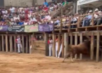 VÍDEO | Un toro rompe los barrotes y se cuela tras ellos, dejando varios heridos durante el concurso de recortadores de Fermoselle