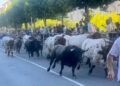 Los toros de Saltillo dejan un herido por asta de toro en el primer encierro de las fiestas de Cuéllar