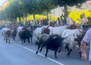 Los toros de Saltillo dejan un herido por asta de toro en el primer encierro de las fiestas de Cuéllar