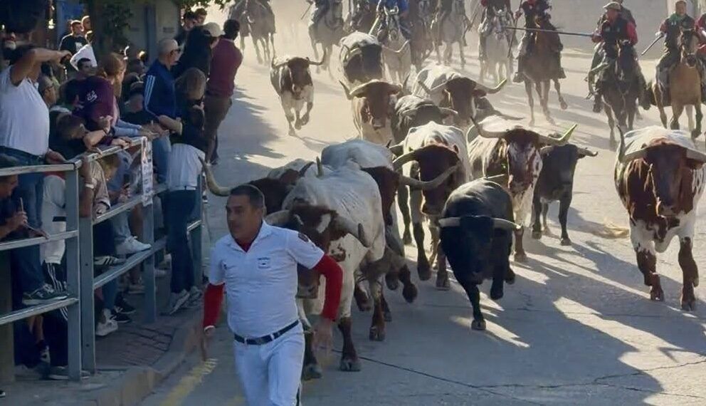 Los toros de Saltillo dejan un herido por asta de toro en el primer encierro de las fiestas de Cuéllar