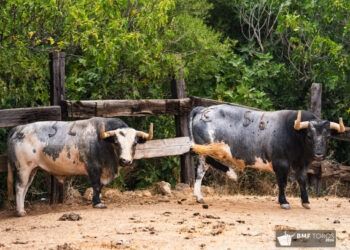VÍDEO | En imágenes, los toros de la ganadería de La Quinta para las Corridas Generales 2026 en Bilbao