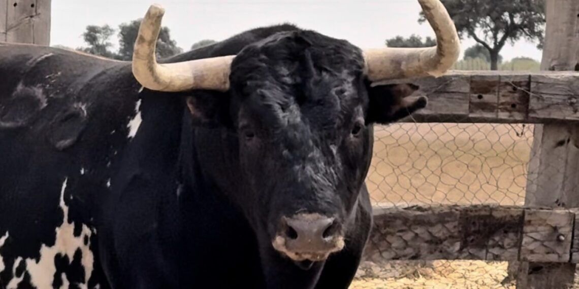 VÍDEO | Así es la corrida de Miura para la VIII Corrida Magallánica en Sanlúcar de Barrameda