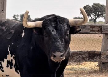 VÍDEO | Así es la corrida de Miura para la VIII Corrida Magallánica en Sanlúcar de Barrameda