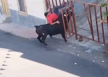VÍDEO | Varios heridos tras escaparse un toro del recorrido en el último encierro de las fiestas de Villarino de los Aires (Salamanca)