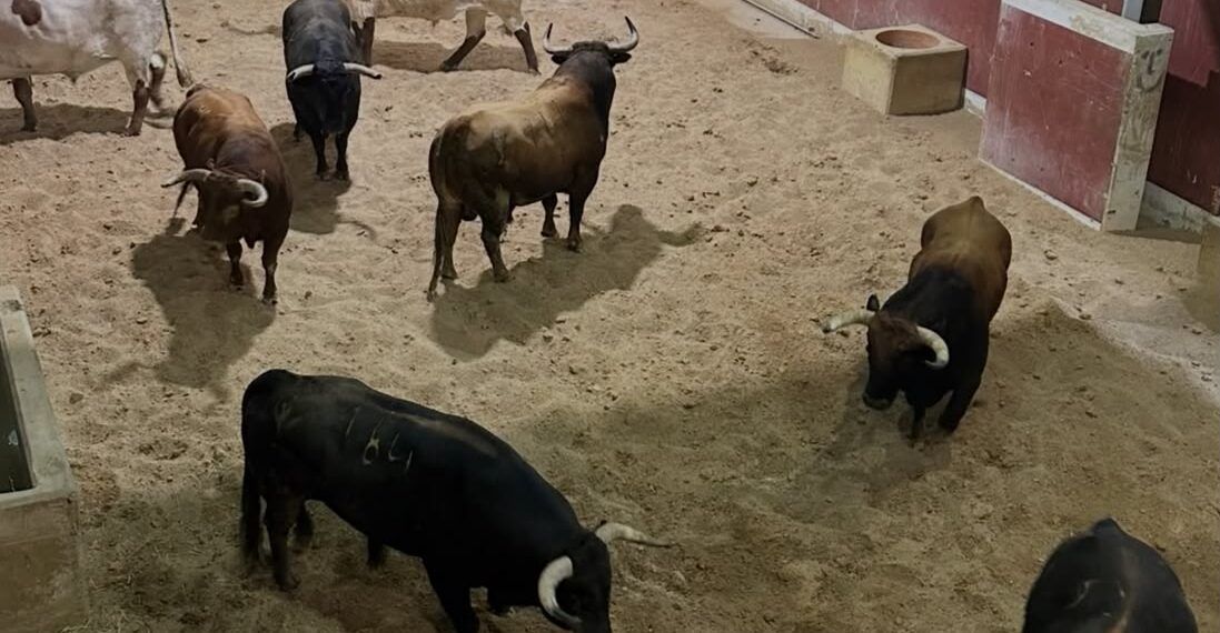 VÍDEO | Llegan los bueyes de Florito a los corrales de la plaza de toros de San Sebastián de los Reyes