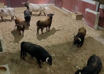 VÍDEO | Llegan los bueyes de Florito a los corrales de la plaza de toros de San Sebastián de los Reyes