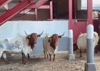 VÍDEO | Llegan los bueyes de Florito a los corrales de la plaza de toros de San Sebastián de los Reyes