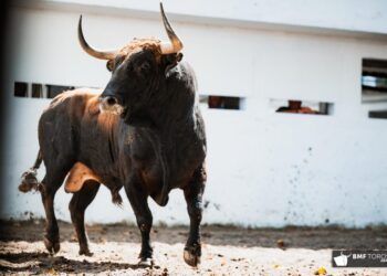 El “Trofeo al toro más bravo” de las Corridas Generales de 2026 en Bilbao queda «desierto»