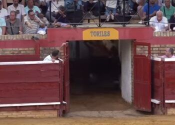 VÍDEO | Así fue el gran momento de tensión del torilero de la plaza de Huelva; un toro embiste contra la puerta y casi acaba en una tragedia