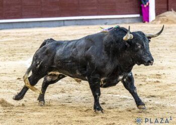 VÍDEO | ‘Imaginario’, de Pallarés, se lleva el premio al toro más bravo de la corrida concurso en Las Ventas; oreja para Venegas