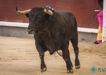 Estas son las ganaderías para los cinco toros que se lidiarán en la final del Campeonato de España de Recortadores en Las Ventas
