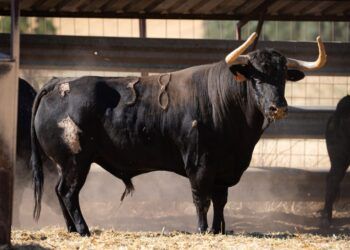VÍDEO | Estos son los toros para los encierros y capeas de las fiestas patronales de Arganda del Rey