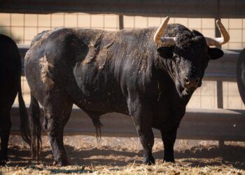 GALERÍA | En imágenes, los toros de Antonio Palla y Albarreal para el XXI Concurso de Recortes Benéfico, Memorial “Goyo Sanalejo” en Arganda del Rey