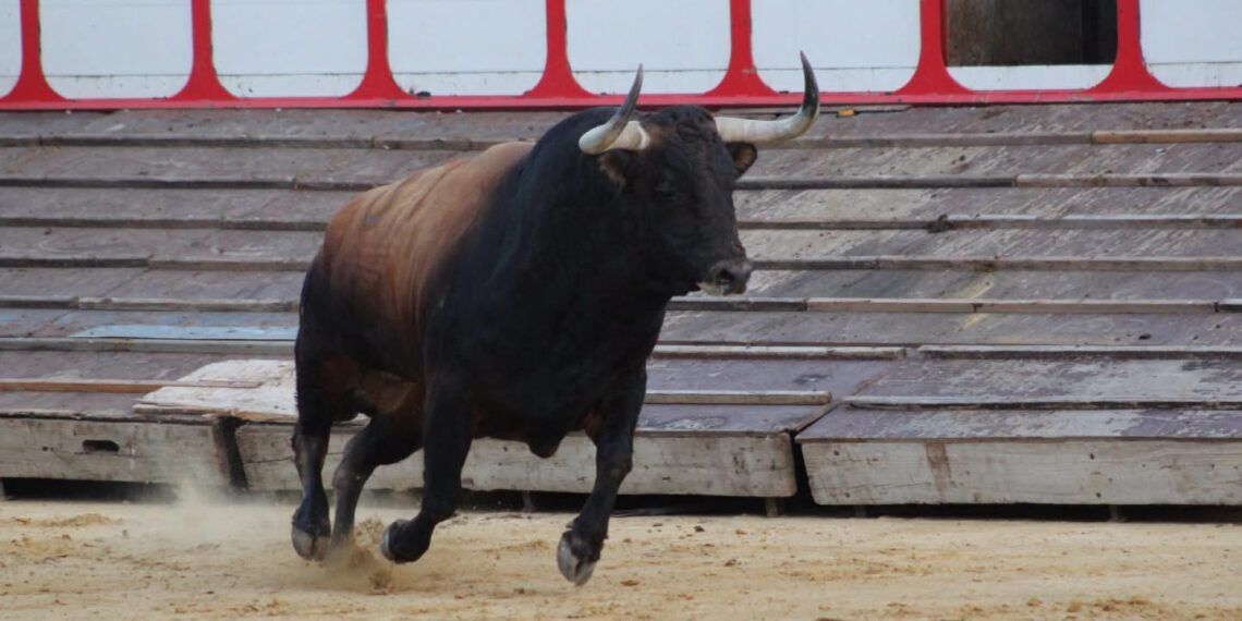 VÍDEO | Así fue el tradicional desenjaule del Toro de la Vega en Tordesillas: «Campanito», de Álvaro Núñez, el gran protagonista