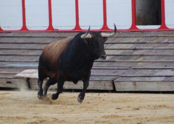 VÍDEO | Así fue el tradicional desenjaule del Toro de la Vega en Tordesillas: «Campanito», de Álvaro Núñez, el gran protagonista