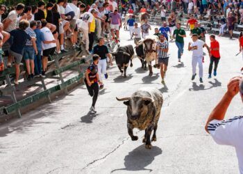 Yuncos celebra la suelta de dos toros de cajón de Antonio Bañuelos: Mateo, resulta cogido por uno de los astados