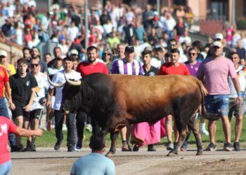 GALERÍA | En imágenes, la suelta de «Campanito», el Toro de la Vega 2026 en Tordesillas