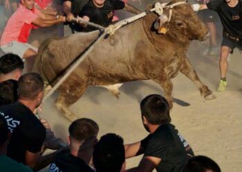 Cataluña celebra con éxito el primer Congreso de Toros en Cuerda de las Terres de l’Ebre