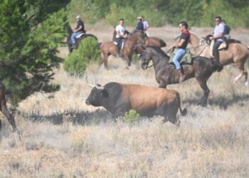 VÍDEO | Así ha sido la multitudinaria suelta del Toro de la Vega 2026 en Tordesillas