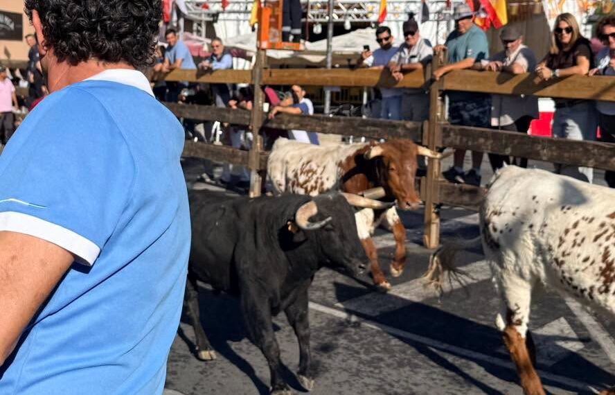 VÍDEO | Así ha sido el primer encierro de las fiestas de Moralzarzal (Madrid) con seis novillos y la posterior suelta de dos astados