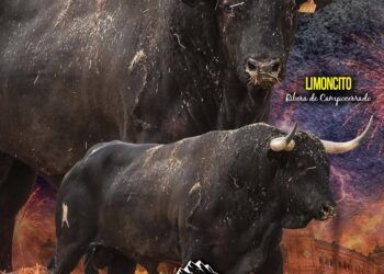 GALERÍA | Así son los cinco toros de distintas ganaderías para la gran final del Campeonato de España de Recortadores