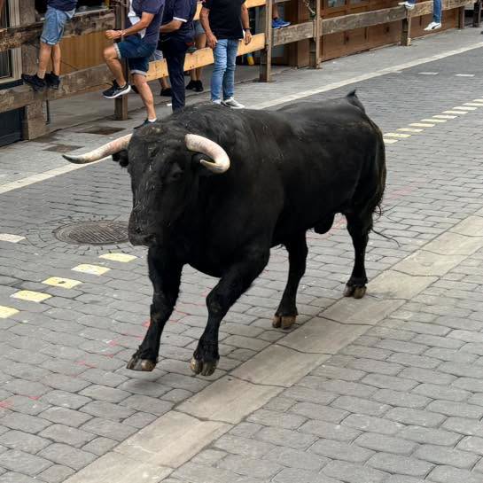 VÍDEO | Así ha sido el cuarto encierro de las fiestas de Moralzarzal (Madrid) con cuatro novillos y la posterior suelta de dos astados