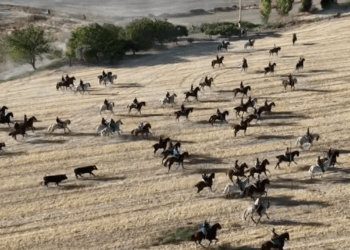 VÍDEO | Así ha sido el tercer encierro de las fiestas de Cuéllar con toros de Rosa Rodríguez