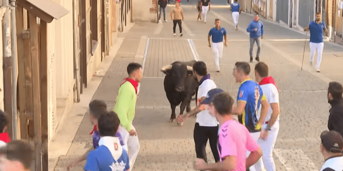 Complicado y peligroso encierro con toros de Rosa Rodríguez en Cuéllar: un jinete y varios caballos resultan heridos