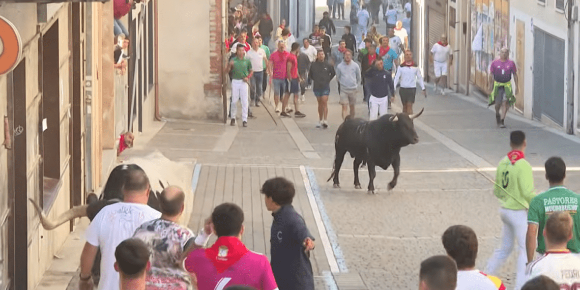 VÍDEO | Así ha sido el cuarto encierro de las fiestas de Cuéllar con novillos de Beteta