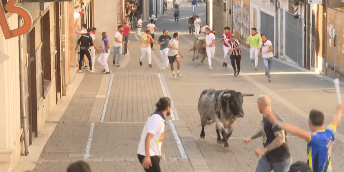 VÍDEO | Así ha sido el quinto y último encierro con novillos de Aurelio Hernando en Cuéllar