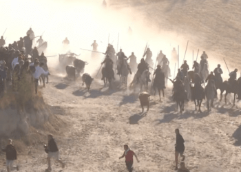 VÍDEO | Así ha sido el quinto y último encierro con novillos de Aurelio Hernando en Cuéllar