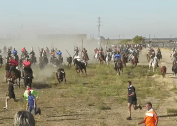 VÍDEO | Así ha sido el primer encierro en Medina del Campo: los astados de Isaías y Tulio Vázquez completan un encierro sin grandes incidentes