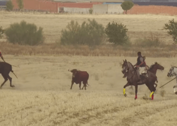 VÍDEO | Complicado segundo encierro en Medina del Campo: tan solo cuatro toros llegan a las calles