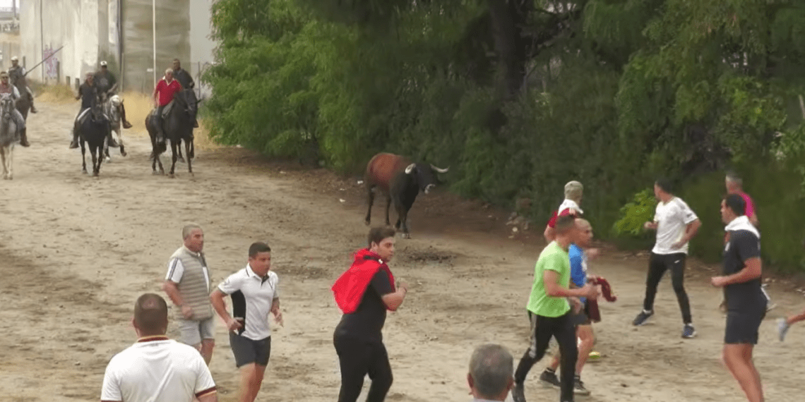 VÍDEO | Complicado encierro con novillos de Voltalegre en Medina del Campo: un novillo anestesiado tras separarse de la manada