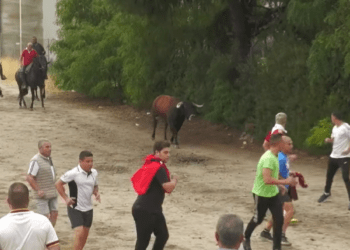 VÍDEO | Complicado encierro con novillos de Voltalegre en Medina del Campo: un novillo anestesiado tras separarse de la manada