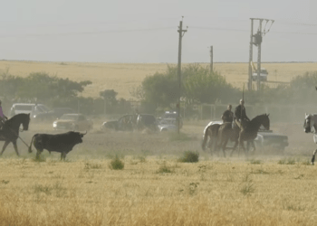 VÍDEO | Así ha sido el accidentado y complejo encierro con reses de Hermanos Martín Alonso en Medina del Campo