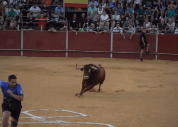 Yuncos celebra la suelta de dos toros de cajón de Antonio Bañuelos: Mateo, resulta cogido por uno de los astados
