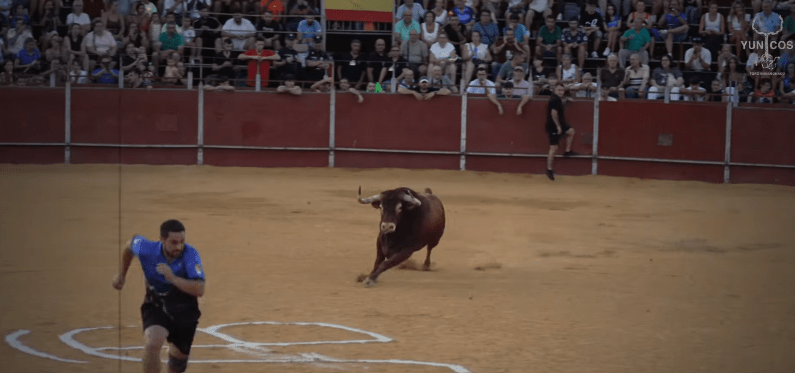 Yuncos celebra la suelta de dos toros de cajón de Antonio Bañuelos: Mateo, resulta cogido por uno de los astados