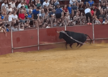 La suelta de «Fisguerito» de Gerardo Ortega en Yuncos dejó varios heridos, uno de ellos por cornada