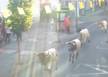 En vídeo, el séptimo encierro y capea en Arganda del Rey, con novillos de Concha y Sierra y toros de distintas ganaderías
