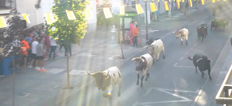 En vídeo, el séptimo encierro y capea en Arganda del Rey, con novillos de Concha y Sierra y toros de distintas ganaderías