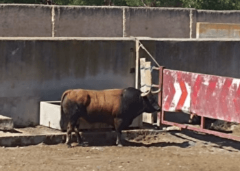 El Toro Vega 2026 ya descansa en el Prado de Zapardiel tras ser sedado al final de su suelta