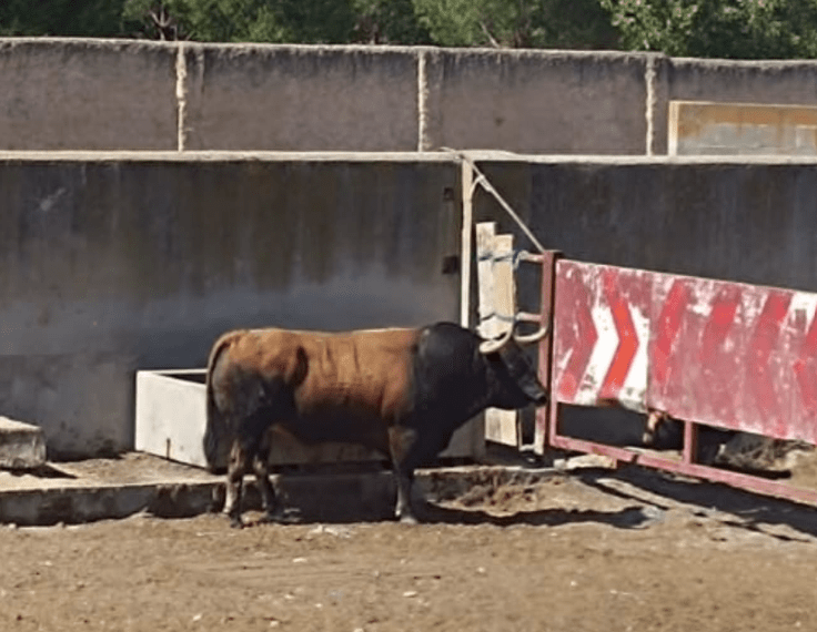 El Toro Vega 2026 ya descansa en el Prado de Zapardiel tras ser sedado al final de su suelta
