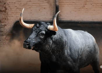 VÍDEO | Así ha sido el espectacular desembarque de los toros de Partido de Resina y Veiga Teixeira en Las Ventas