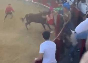 VÍDEO | Un toro salta al callejón, y otro embiste a varias personas en un accidentado encierro en Bargas: varios heridos aunque ninguno revise gravedad