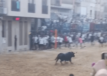 Grave cogida a un aficionado en los bous al carrer de Betxí: trasladado al hospital tras sufrir una fuerte cornada en la pierna