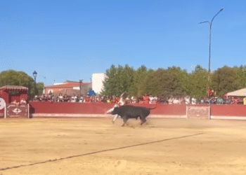 Los recortadores heridos en los concursos de Azuqueca de Henares y Pozo de Guadalajara evolucionan favorablemente y «se encuentran en planta»