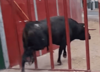 VÍDEO | Un toro se escapa del recorrido en el encierro de Pedrezuela y genera momentos de auténtico pánico