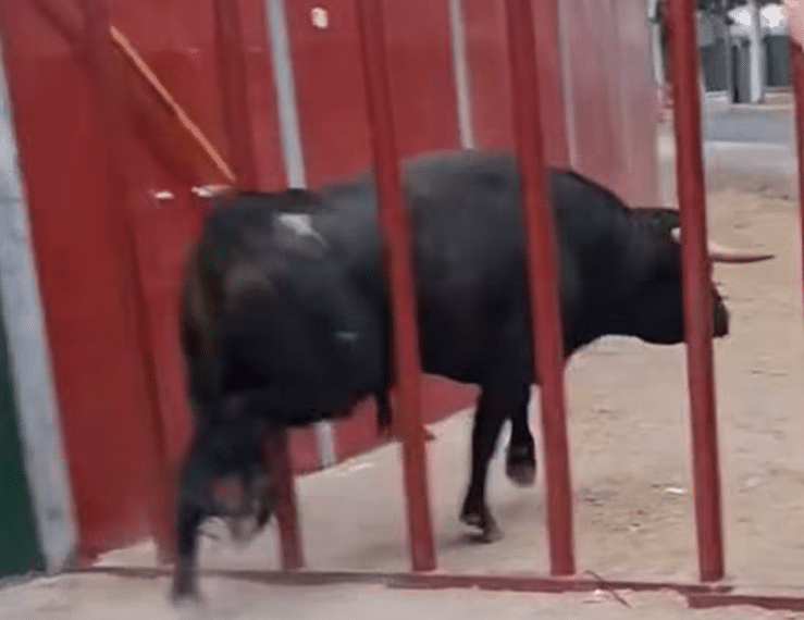 VÍDEO | Un toro se escapa del recorrido en el encierro de Pedrezuela y genera momentos de auténtico pánico